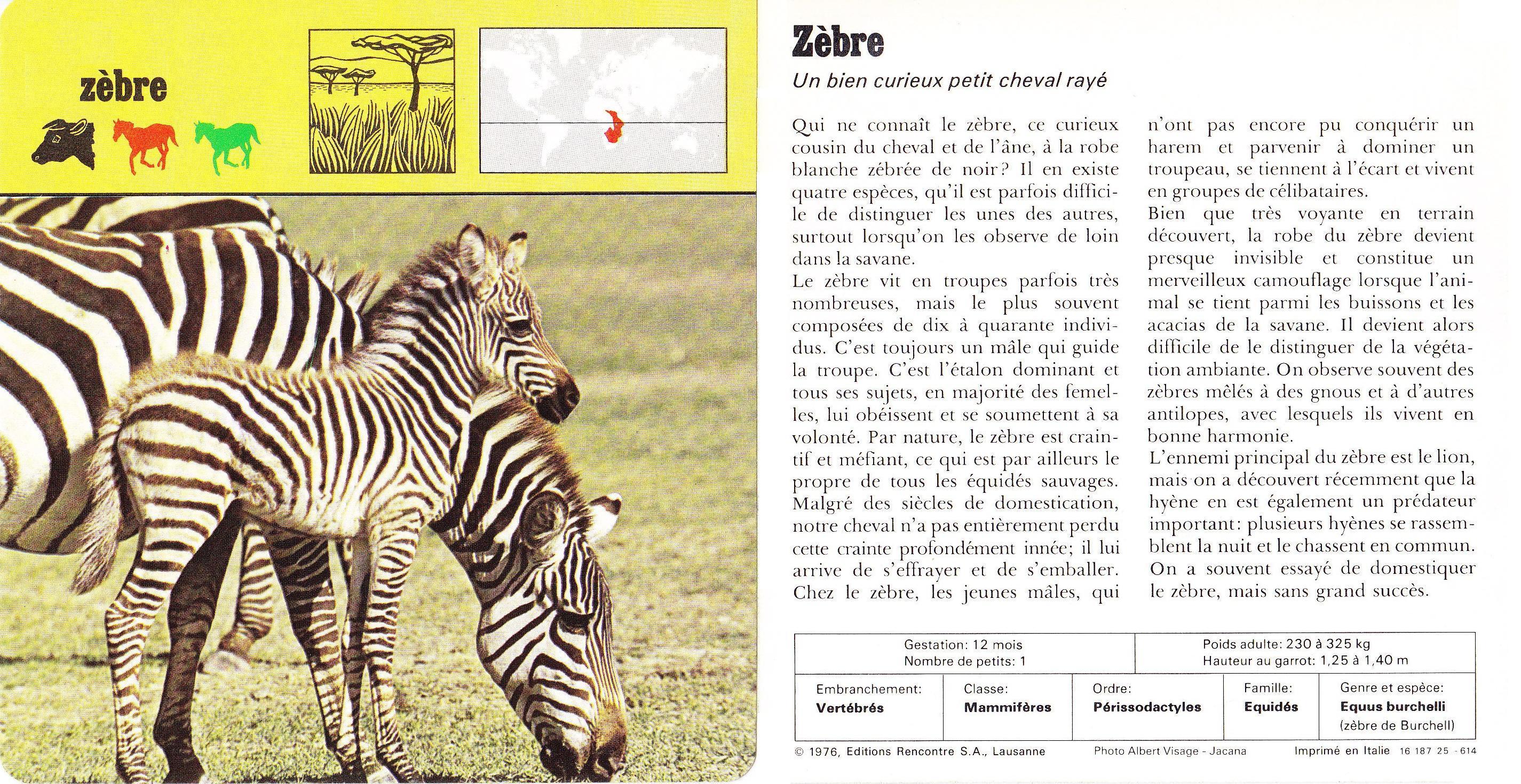 site de rencontre pour zebres